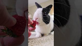 RABBIT EATING STRAWBERRY