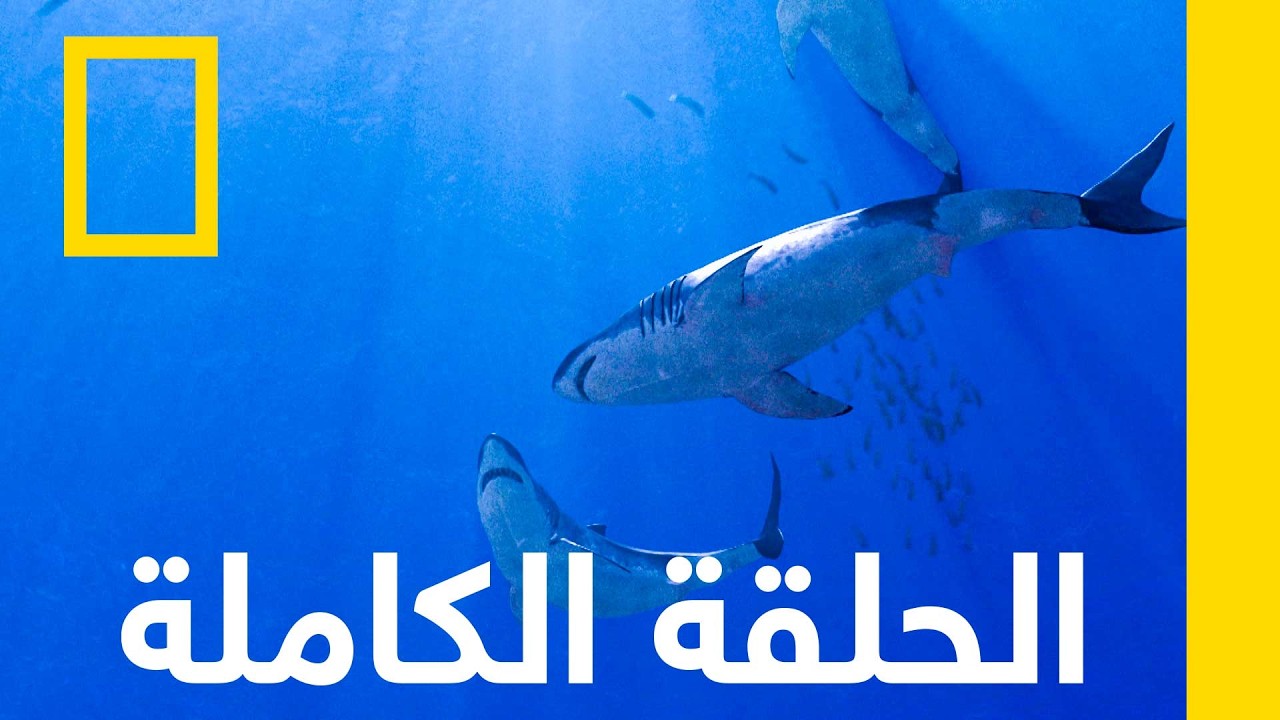 ����� ���� ����� �������� ������� | ������ �������� �������� | ������� ��������� ������
 - نشر قبل 23 دقيقة