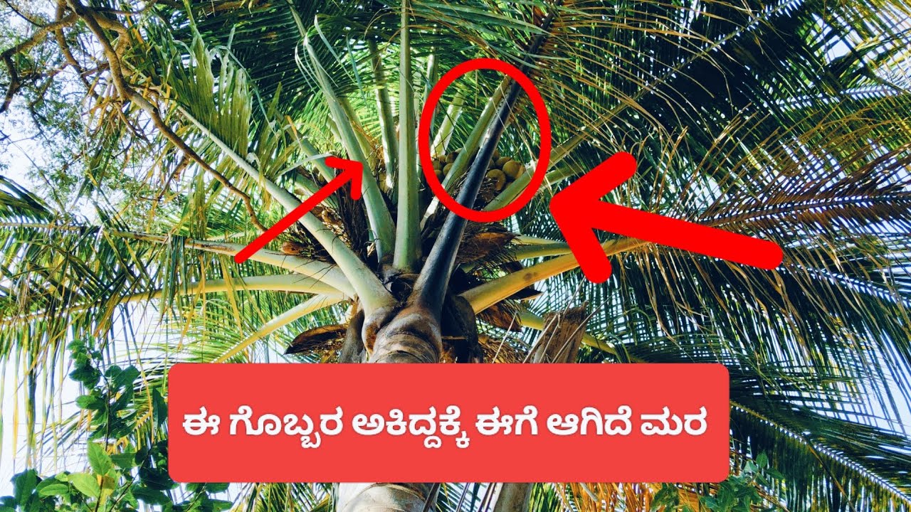 ಗಿಡಗಳಿಗೆ ನಿಮ್ಮ ಮನೆಯ ಕಸದಿಂದ ಗೊಬ್ಬರ ತಯಾರಿಸುವದು ಗೊತ್ತೇ ನಿಮಗೆ.....   ಭಾಗ 01