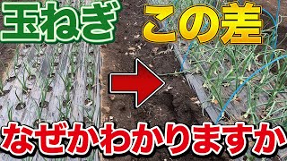 I'll teach you a secret trick] You can harvest onions faster with