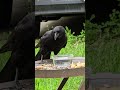 Crow has peaceful moment and then blue jays. #short #crow #bluejay