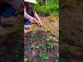 #pgardening @PGardening Trồng rau cải ngọt