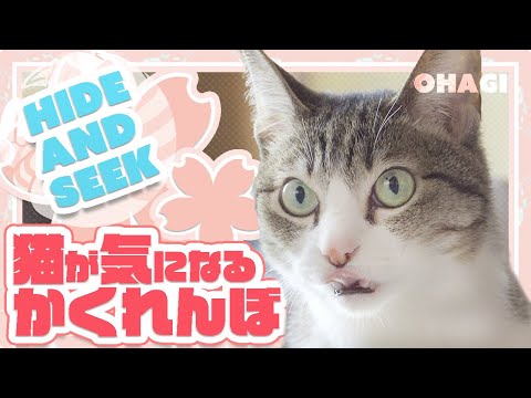 猫が気になるかくれんぼ