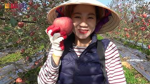 Cùng thu hoạch táo mùa đông với Thái nhé!