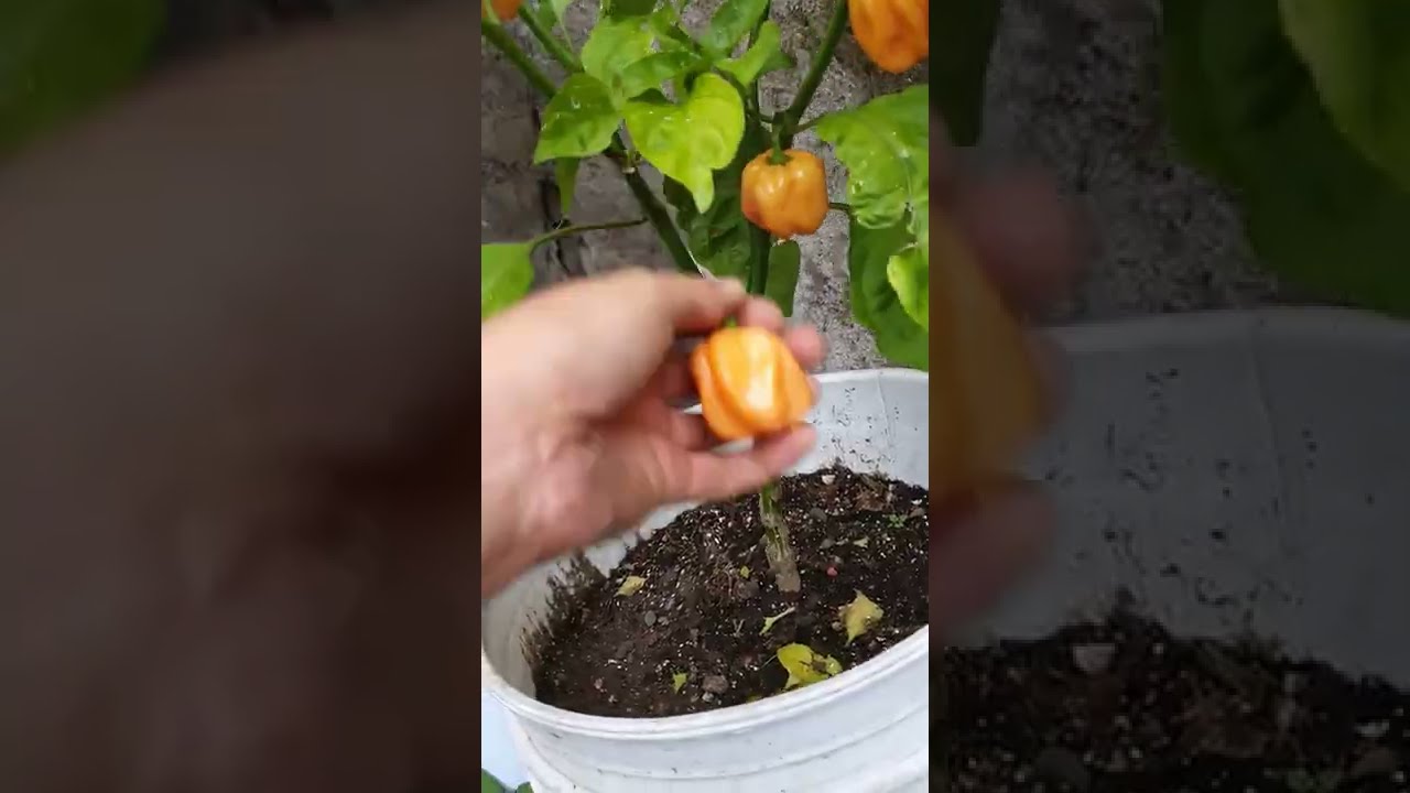 CHILE HABANERO desde la germinación hasta la cosecha😱😍 #shorts