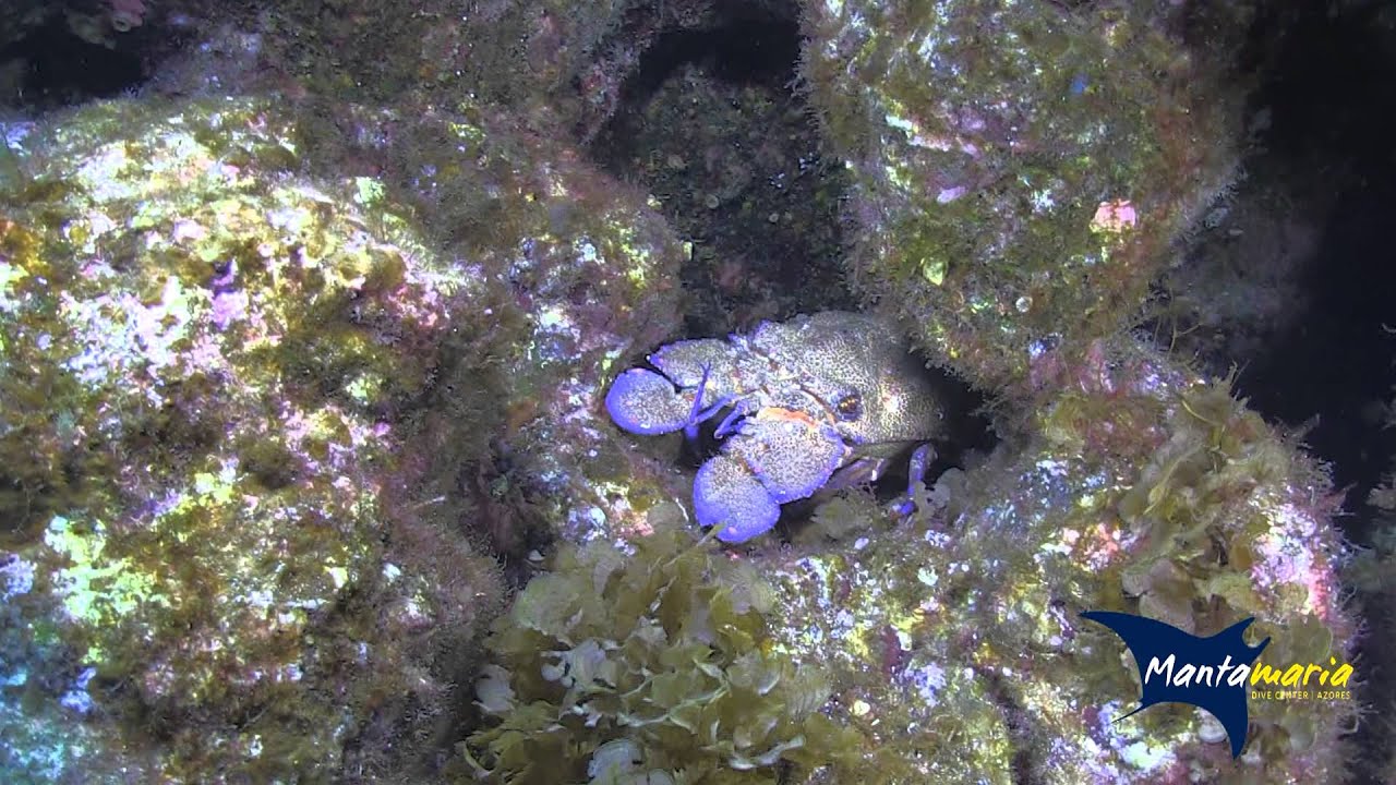 Mantamaria Dive Center