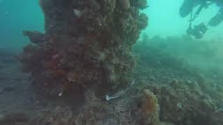 Scuba - Diving Kwinana Grain Terminal, Feb 2023