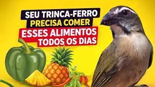 SEU TRINCA FERRO PRECISA COMER ESSES ALIMENTOS TODOS OS DIAS