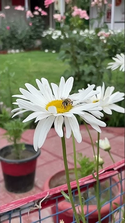 Humming Bee Sound YouTube humming-bee-sound-youtube