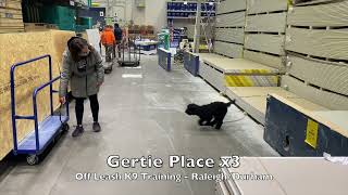 Doodle 6mo 'Gertie' OLK9 Video - Doodle Dog Training by Off Leash K9 Training 84 views 2 years ago 8 minutes, 58 seconds