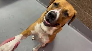 Adoptable Dog Bailey Goes For A Walk