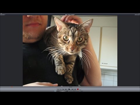 Video: Kuinka Esitellä Kissoja