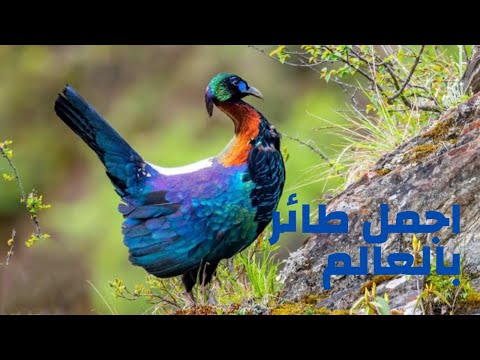 الطائر الوطني لنيبال دانفي اجمل طائر بالعالم مونال الهيمالايا