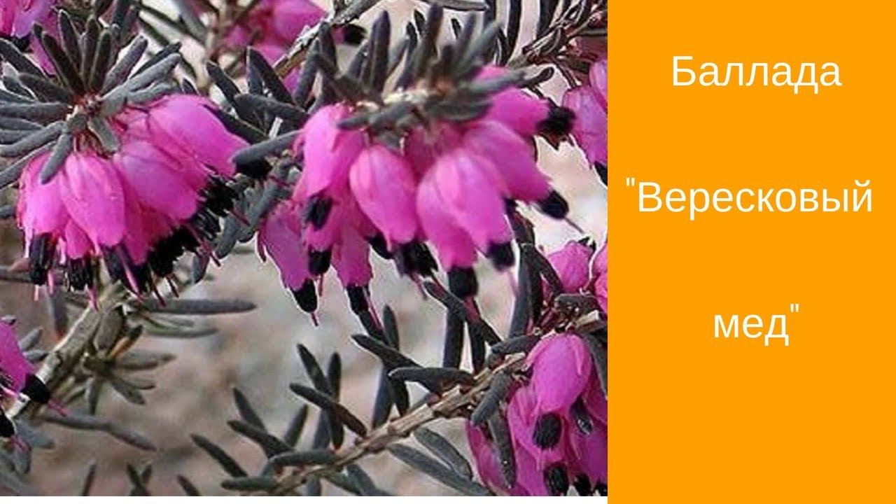 ТРЕНИРУЮ ПАМЯТЬ . УЧУ стихи. Баллада Вересковый мед. - YouTube