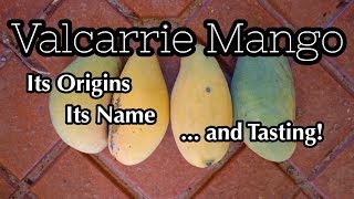 'Valcarrie' Mango | Origins and Taste