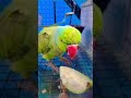 mitthu ka favourite amrud #lifeisbutadream #cutebird #follow #birds #cuteparrot #parrotlover #reels