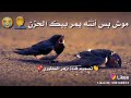 اجمل شعر حزين يا حمام الدوح وشما لك تون💔