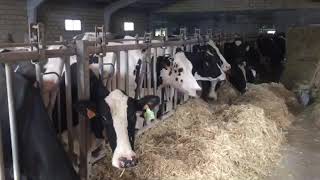 Viral watsapp: granjero vusca esposa nivel Cantabria