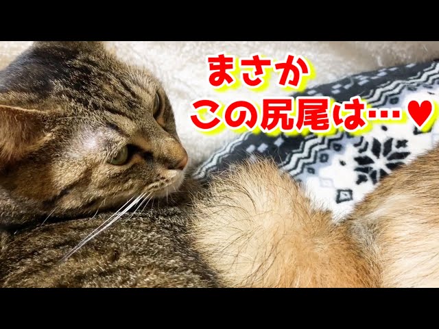 猫もビックリ！あの柴犬と1つのベッドで♡ Happiness together