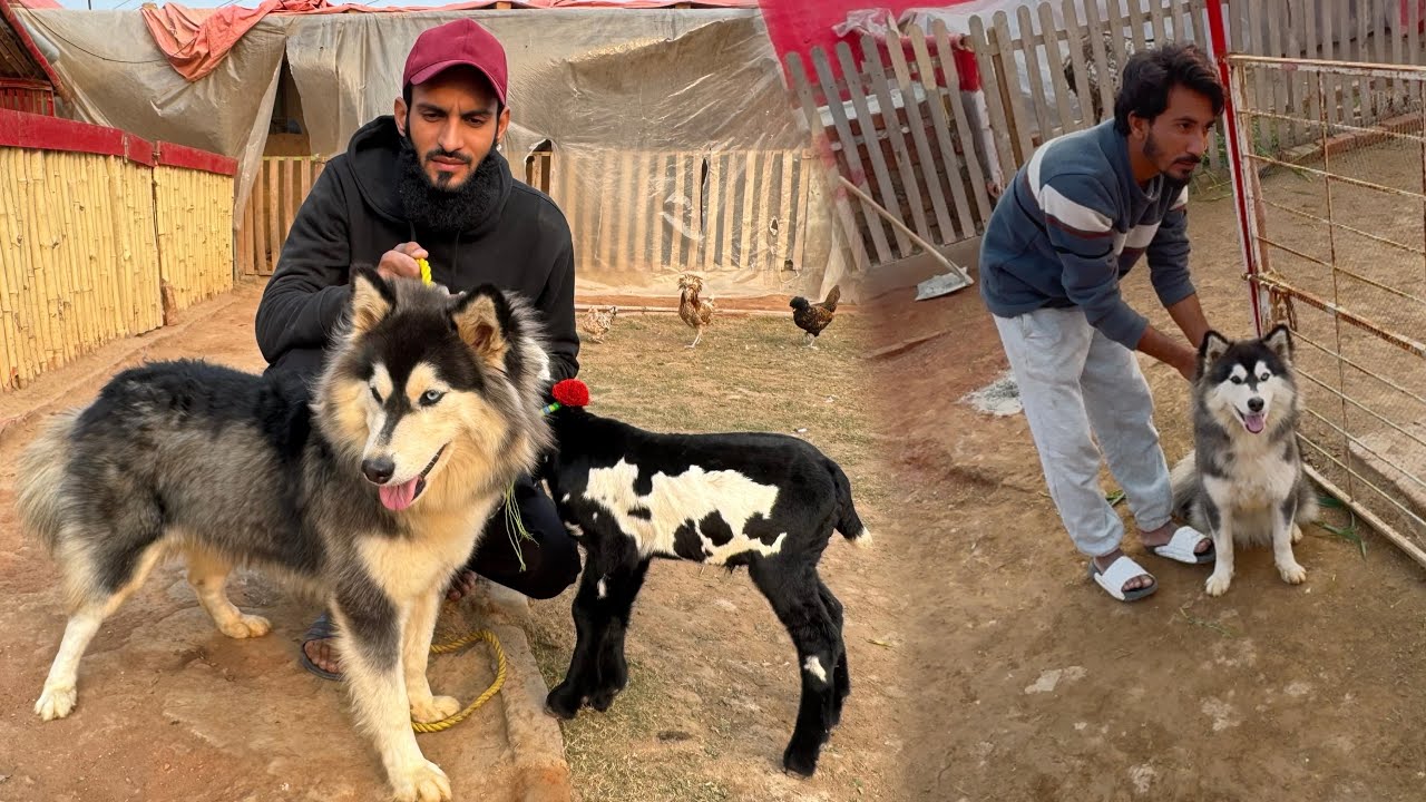 Benzi Wapis Ja Rahi Hai 💔 Itna Asaan Nahi Tha Tumhe Wapis Bhejna 😭