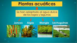 8VA CLASE - CCNN 'PLANTAS ACUÁTICAS Y TERRESTRES' 3ER GRADO | EGP