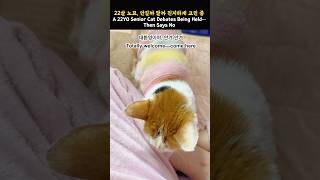 22살 노묘, 안길까 말까 진지하게 고민 중 _ A 22YO Senior Cat Debates Being Held…