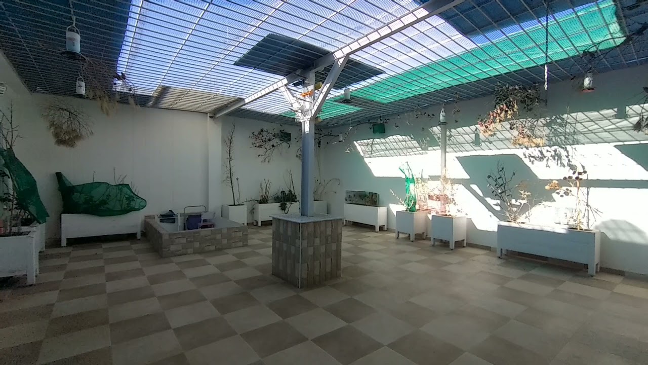 نصائح مهمة لمن أراد وضع الحسون في سلاكة جديدة (45)