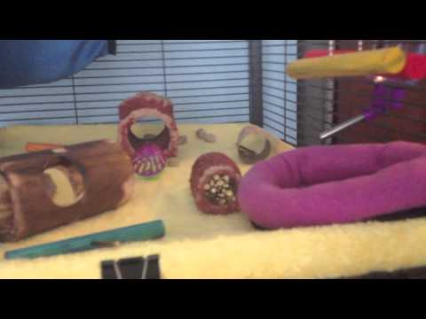Meet My Rats!!! - YouTube