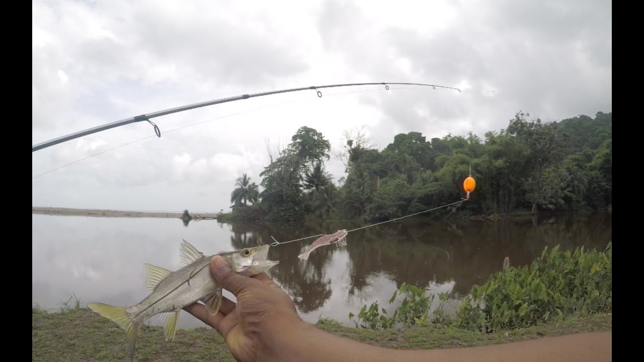 Snook On The DOA Shrimp And Popping Cork YouTube
