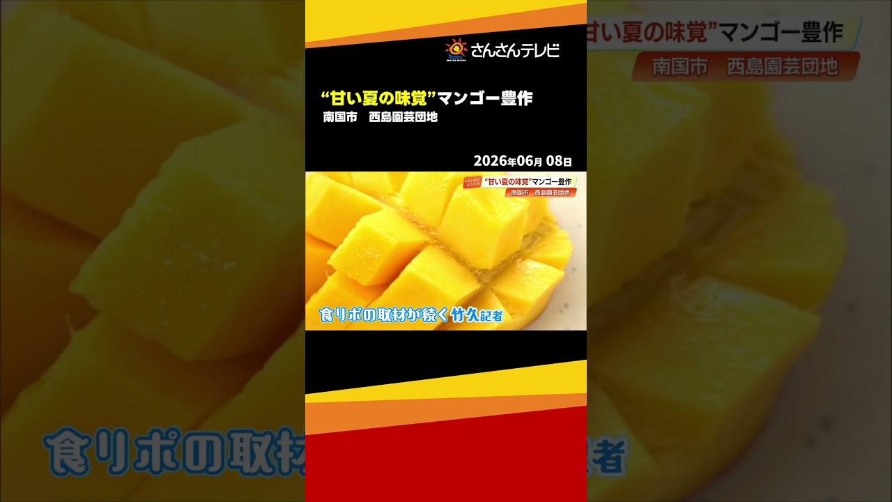 Peak Harvest Season for Ripe Mangoes at 