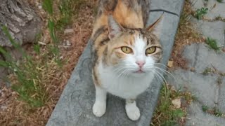 Cute Calico Cat Walked Around Me And Asked Me For Food!