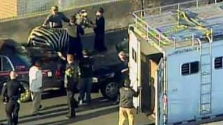 Zebra Halts Rush Hour Traffic