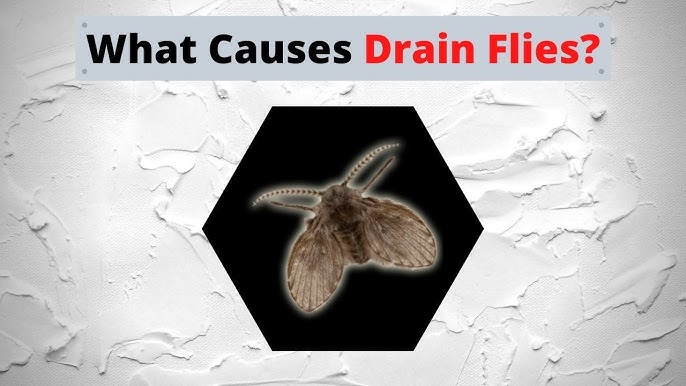 How to Get Rid of Drain Flies in Miami