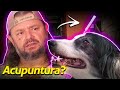 MINHA CACHORRA VELHINHA ESTÁ FAZENDO ACUPUNTURA! | A CASA DOS BICHOS