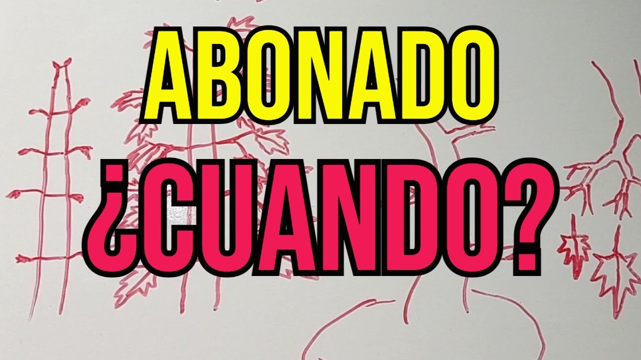 CUANDO ABONAR UN ARCE PALMATUM