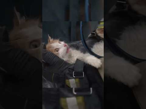 Hero Firefighters Save Cat From Burning House And Bring It Back To Life