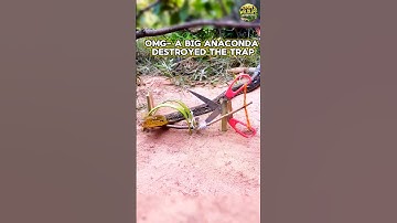 Anaconda caught in trap #shorts #anaconda #snake #snakevideo #animals #wildlife #shortvideo #python