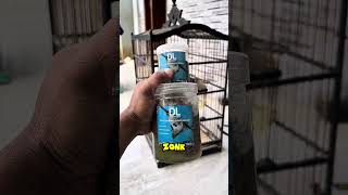 pulut dl anti badai super lengket mikat burung auto panen