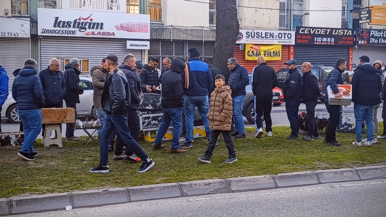 🔴 #izmir #tavuk #pazar #yeni #bölüm #hindi #hinthorozu #sivas #kangal #sultan #papağan 