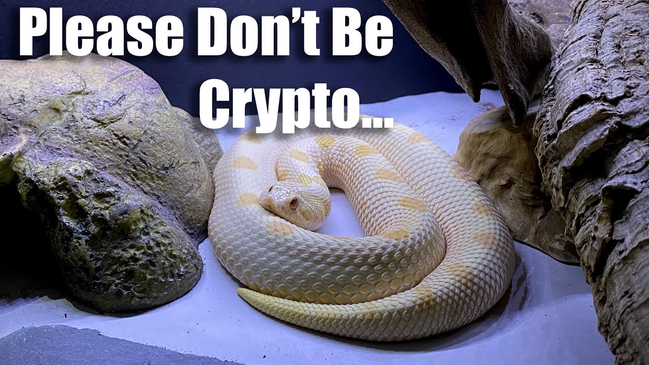 Alys Has Coccidia (A Western Hognose Video)