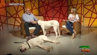 Trasmissione 'Cani, Gatti & Co'   14.05.2016: Dogo Argentino