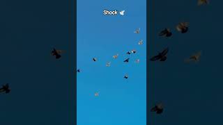 # Pado ko khol Jamana Udan dekhta hai 🕊️💝