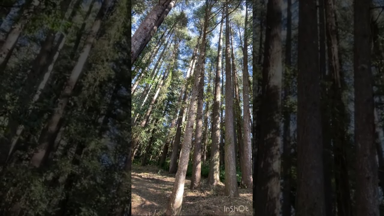 Kaudia Forest Chowki ￼