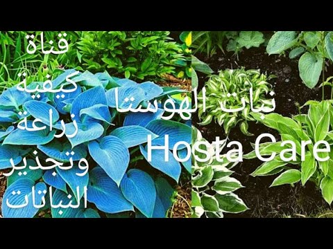 فيديو: زرع الهوستا: كيفية زرع نباتات هوستا