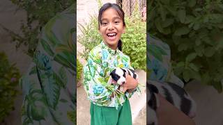 Amaira Ko mila puppy #short #thegeetagurjar 