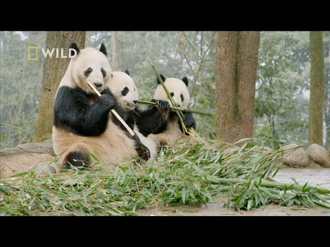 Wideo: Gdzie pandy żyją naturalnie?