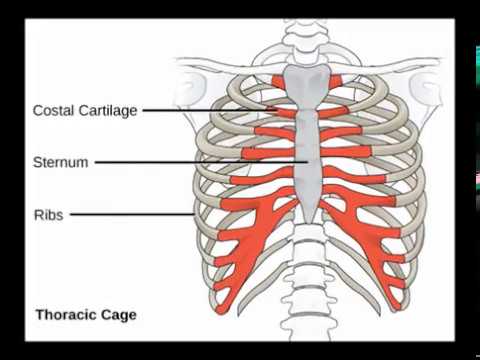 Anatomy Of Chest Bone : Thorax Anatomy Wall Cavity Organs