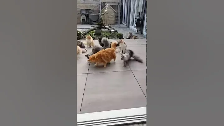 Video 904871: maine coon jump