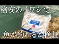 【200円で大容量！】業務スーパーの「冷凍イワシ」で魚が釣れるのか？堤防で検証してみた