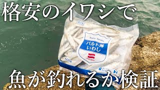 【200円で大容量！】業務スーパーの「冷凍イワシ」で魚が釣れるのか？堤防で検証してみた